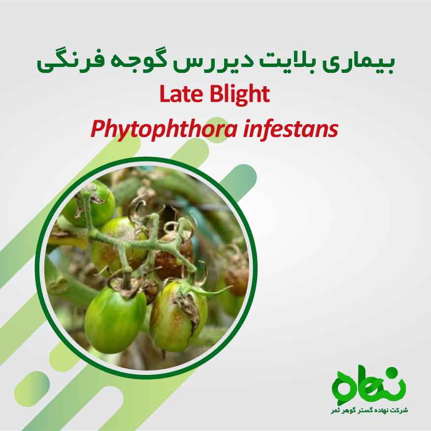 بیماری لکه بلایت دیررس گوجه فرنگی 